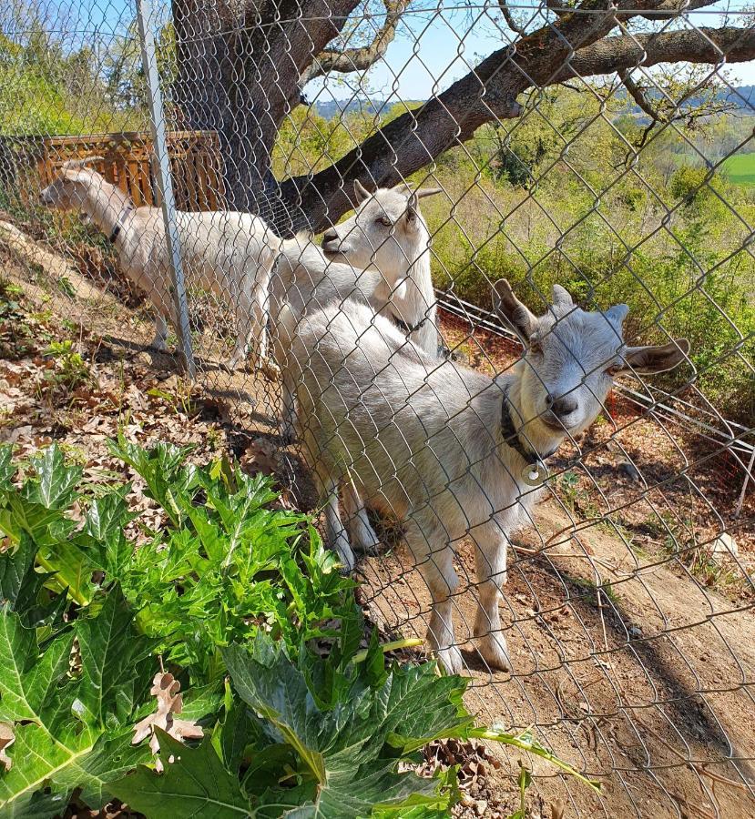 Monteze Paradis Saint-Christol-lès-Alès Dış mekan fotoğraf